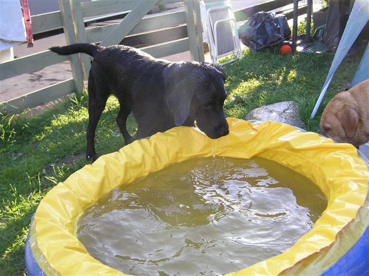 Samson leger i sit bade basin  billede 7