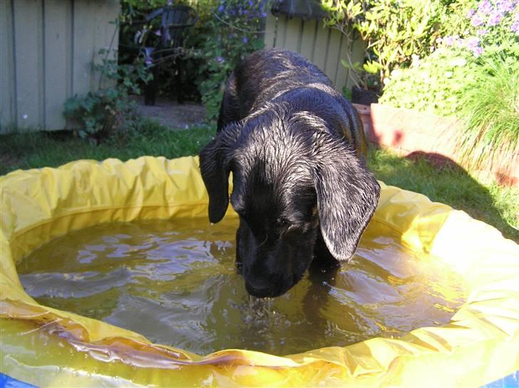 Samson leger i sit bade basin  billede 8