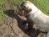 Mudder hunde