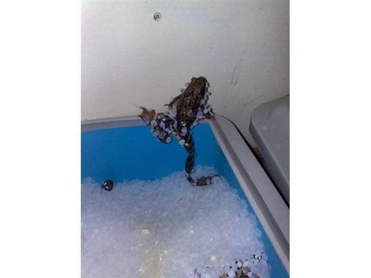 {{currentPhoto.altText}} billede {{currentPhoto.number}}