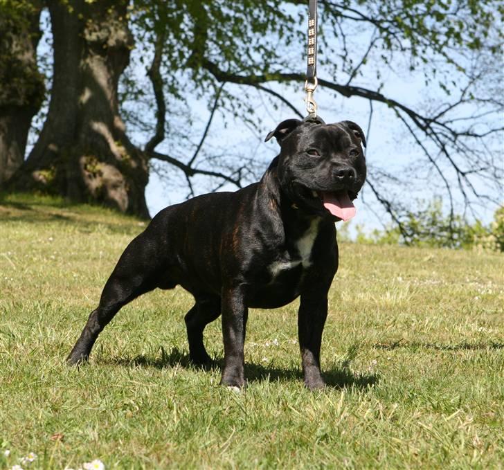 Devil og Nasty - Nasty ! Maj 2007 billede 15