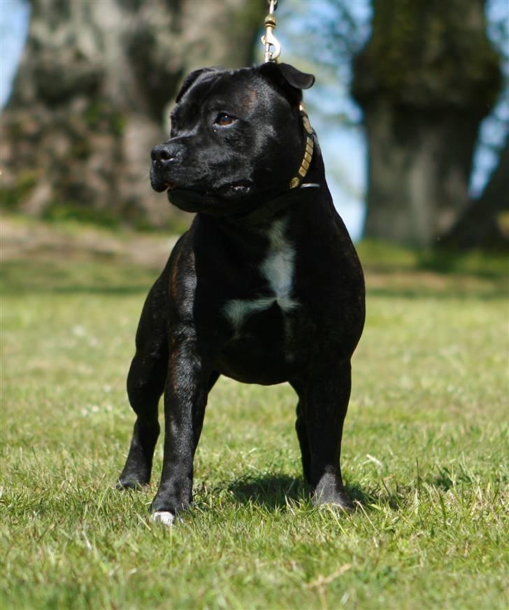 Devil og Nasty - Nasty den flotte fyr !!! Maj 2007 billede 14