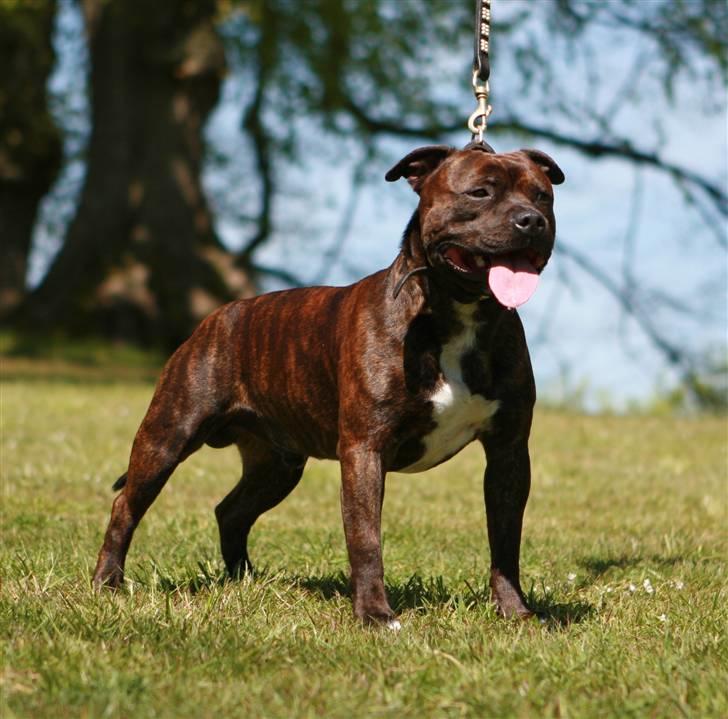 Devil og Nasty - Devil !! Maj 2007 billede 18