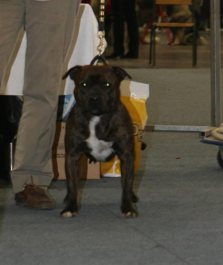 Devil og Nasty - Devil i ringen i åben klasse i Dortmund til Europasieger 2007 d.5/5-07 billede 21