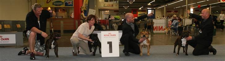 Devil og Nasty - 4 dejlige staffer i Tyskland !! Devil, Nasty, Ninja og Kenzo ! Dortmund d.5/5-07 billede 22