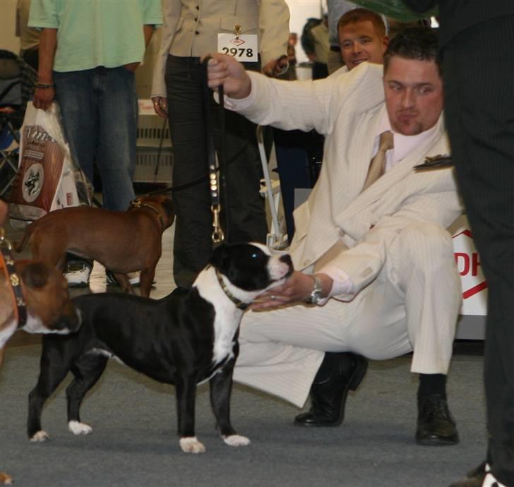 Devil og Nasty - Peppi fra GreatNglory i Tyskland, vores venner Katie og Dennis´s dejlige staff. billede 23