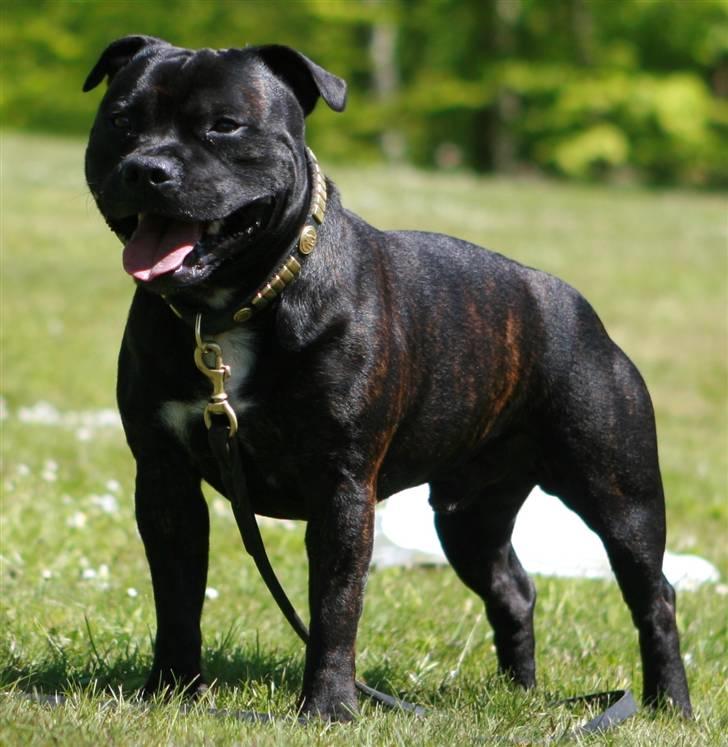 Devil og Nasty - Sikke en flot fyr ! Nasty 21mdr. Maj 2007 billede 16