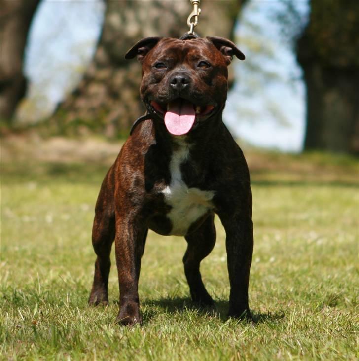 Devil og Nasty - Devil Maj 2007 billede 19