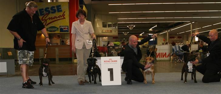 Devil og Nasty - 4 dejlige Danske Staffer til udstilling i Tyskland. Dortmund d.5/5/-07.
Hundene er : Devil, Nasty, Ninja og Kenzo !!! billede 20