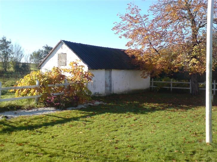 Lidt sjove billeder fra svigerfars hundepension Domus Canis billede 2