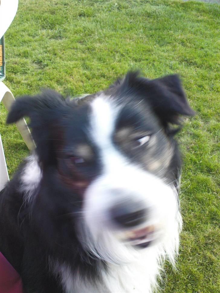 Lidt sjove billeder fra svigerfars hundepension Domus Canis billede 5