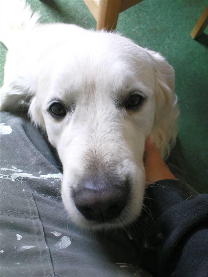 Lidt sjove billeder fra svigerfars hundepension Domus Canis billede 6