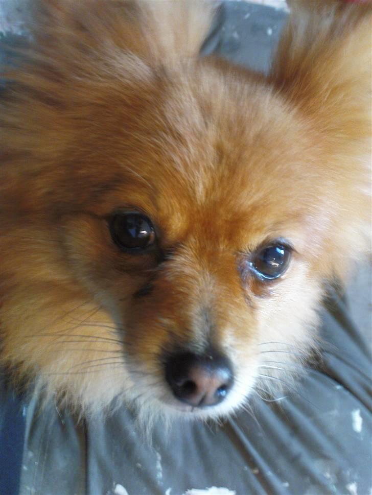 Lidt sjove billeder fra svigerfars hundepension Domus Canis billede 7