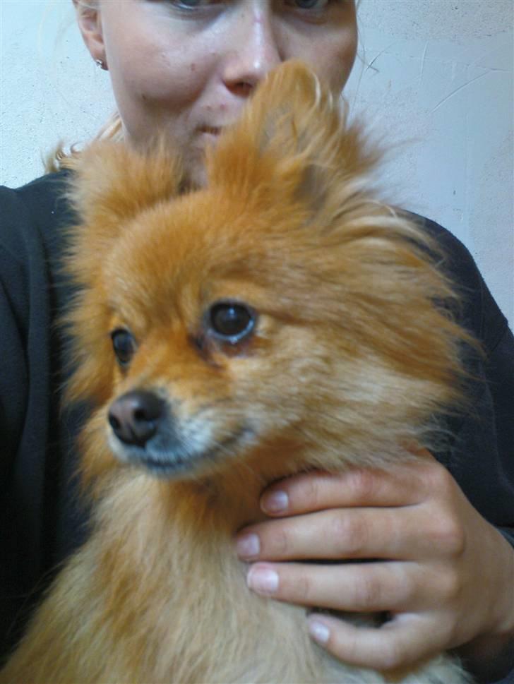 Lidt sjove billeder fra svigerfars hundepension Domus Canis billede 8