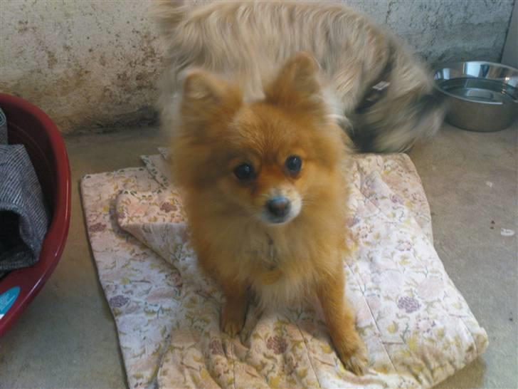 Lidt sjove billeder fra svigerfars hundepension Domus Canis billede 9