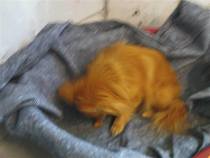 Lidt sjove billeder fra svigerfars hundepension Domus Canis billede 11