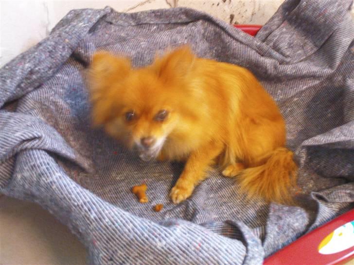 Lidt sjove billeder fra svigerfars hundepension Domus Canis billede 12