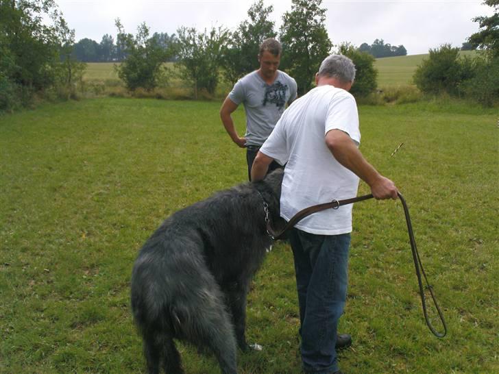 Lidt sjove billeder fra svigerfars hundepension Domus Canis billede 15