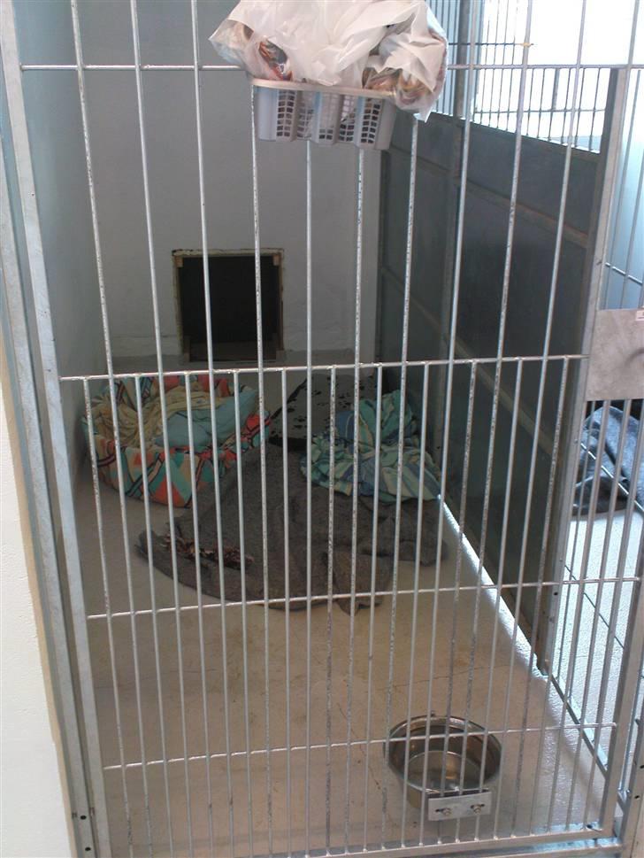 Lidt sjove billeder fra svigerfars hundepension Domus Canis billede 19