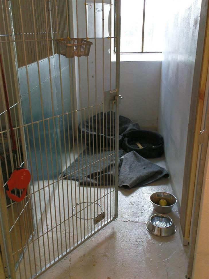 Lidt sjove billeder fra svigerfars hundepension Domus Canis billede 20