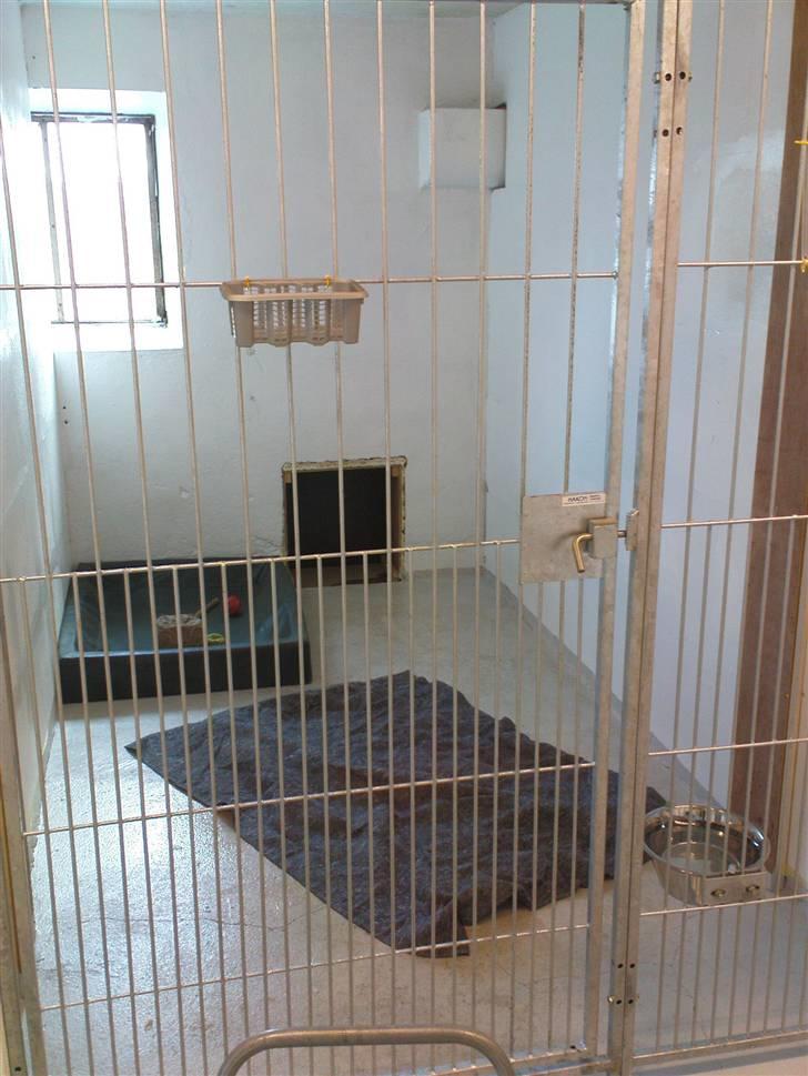 Lidt sjove billeder fra svigerfars hundepension Domus Canis billede 21