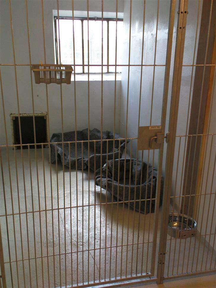 Lidt sjove billeder fra svigerfars hundepension Domus Canis billede 22