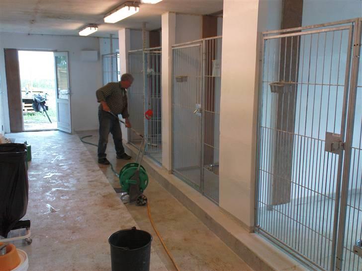 Lidt sjove billeder fra svigerfars hundepension Domus Canis billede 23