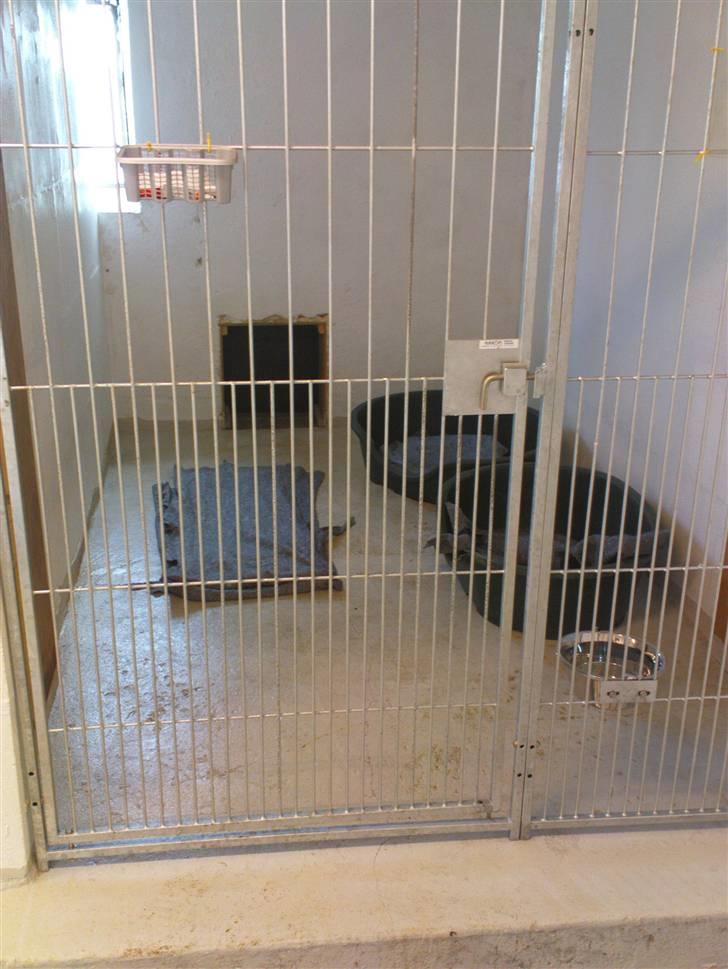 Lidt sjove billeder fra svigerfars hundepension Domus Canis billede 24