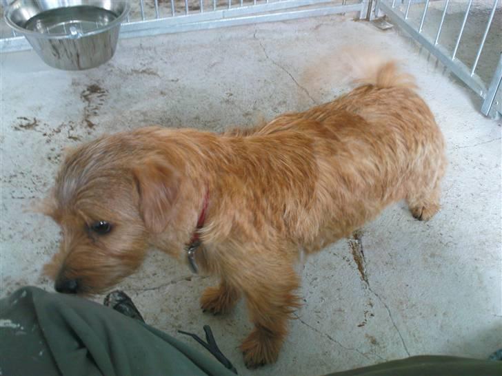 Lidt sjove billeder fra svigerfars hundepension Domus Canis billede 27