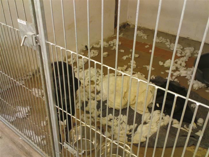 Lidt sjove billeder fra svigerfars hundepension Domus Canis billede 28