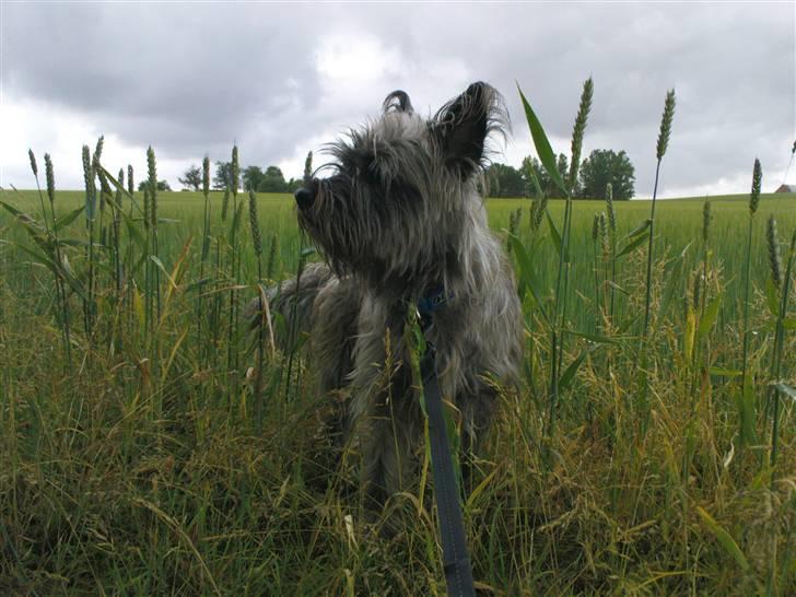 Lidt sjove billeder fra svigerfars hundepension Domus Canis billede 32