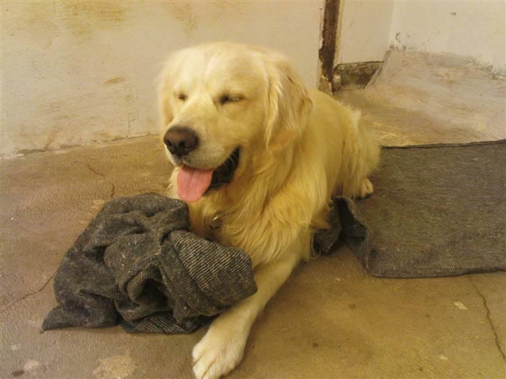 Lidt sjove billeder fra svigerfars hundepension Domus Canis billede 33