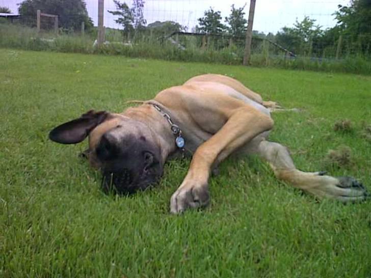 Lidt sjove billeder fra svigerfars hundepension Domus Canis billede 36