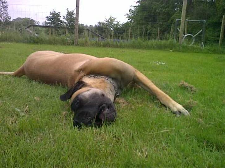 Lidt sjove billeder fra svigerfars hundepension Domus Canis billede 37