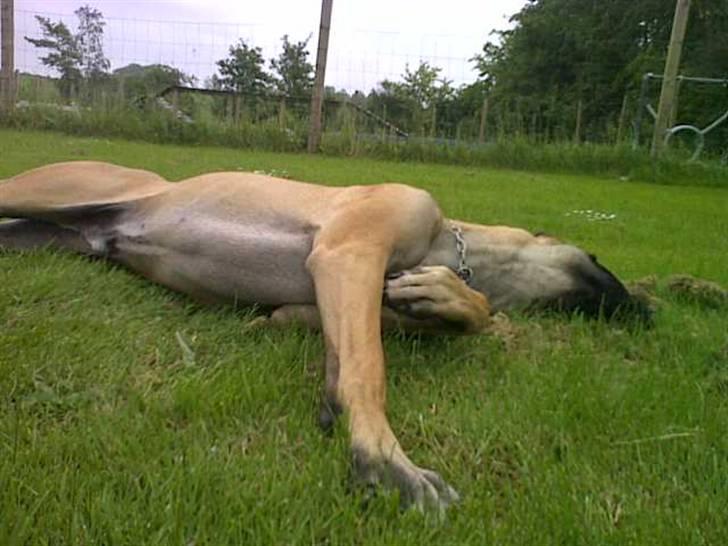 Lidt sjove billeder fra svigerfars hundepension Domus Canis billede 38