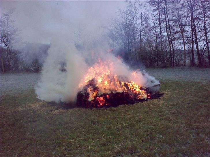Lidt sjove billeder fra svigerfars hundepension Domus Canis billede 40