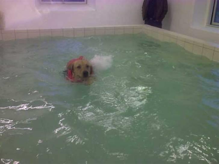 Lidt sjove billeder fra svigerfars hundepension Domus Canis billede 41