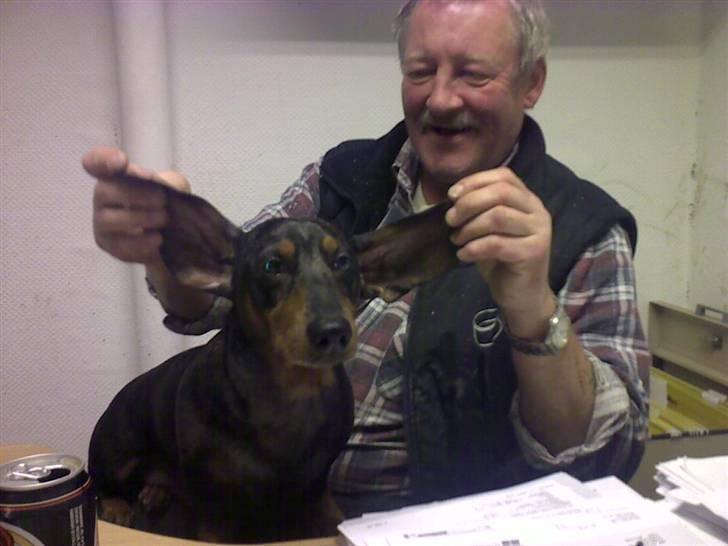 Lidt sjove billeder fra svigerfars hundepension Domus Canis billede 43