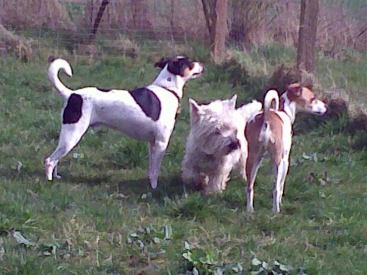 Lidt sjove billeder fra svigerfars hundepension Domus Canis billede 45