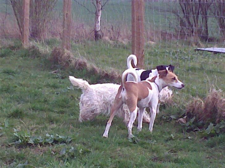 Lidt sjove billeder fra svigerfars hundepension Domus Canis billede 46