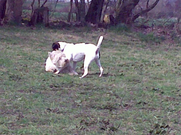 Lidt sjove billeder fra svigerfars hundepension Domus Canis billede 47