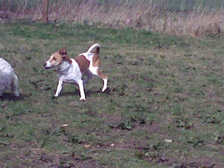 Lidt sjove billeder fra svigerfars hundepension Domus Canis billede 48