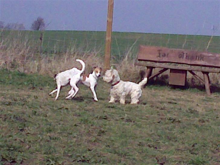 Lidt sjove billeder fra svigerfars hundepension Domus Canis billede 49