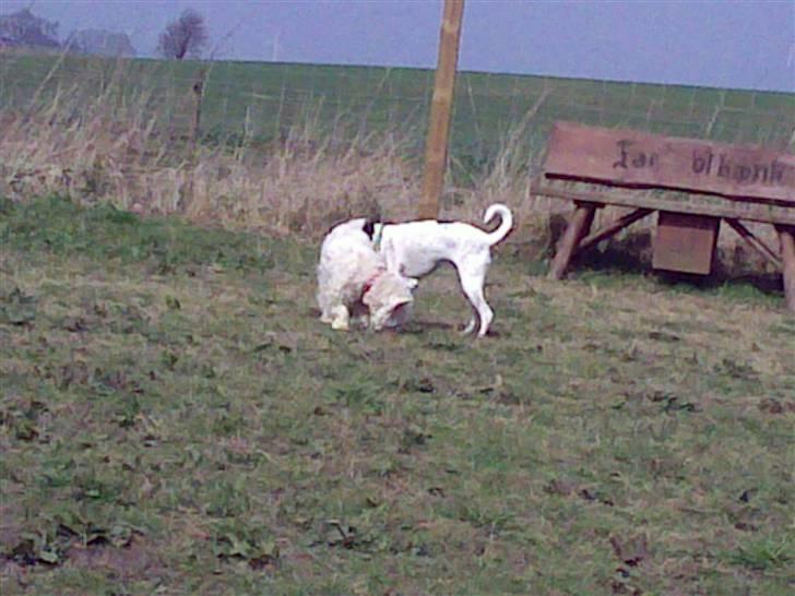 Lidt sjove billeder fra svigerfars hundepension Domus Canis billede 50