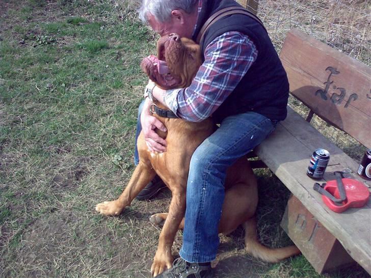 Lidt sjove billeder fra svigerfars hundepension Domus Canis billede 52