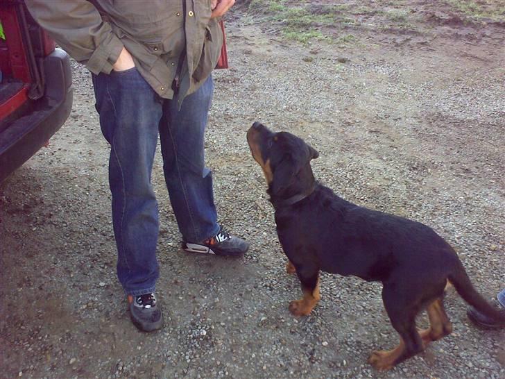 Lidt sjove billeder fra svigerfars hundepension Domus Canis billede 54