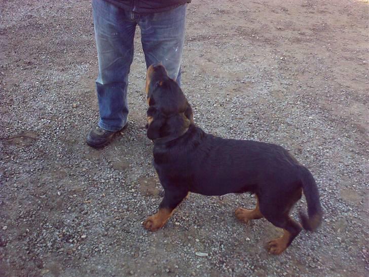 Lidt sjove billeder fra svigerfars hundepension Domus Canis billede 55