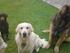 Sommerhunde 2010 fortsat
