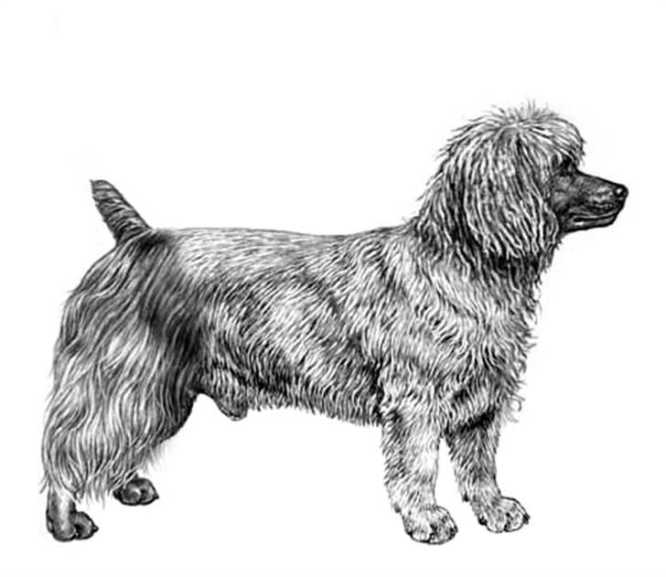 Manipulerede billeder xD - En 'Australian Portugues de Bretagne, Cao Silky Fauve Basset de Agua' tre forskellige racer :) billede 4