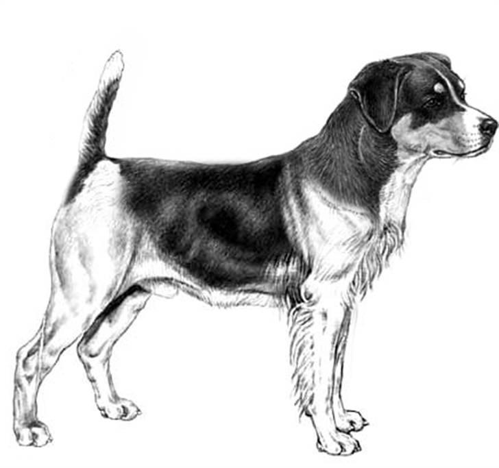 Manipulerede billeder xD - En 'Ruhåret BlodTerrier AppenFox BreSennenTon' - Fire forskellige racer denne gang xD billede 5